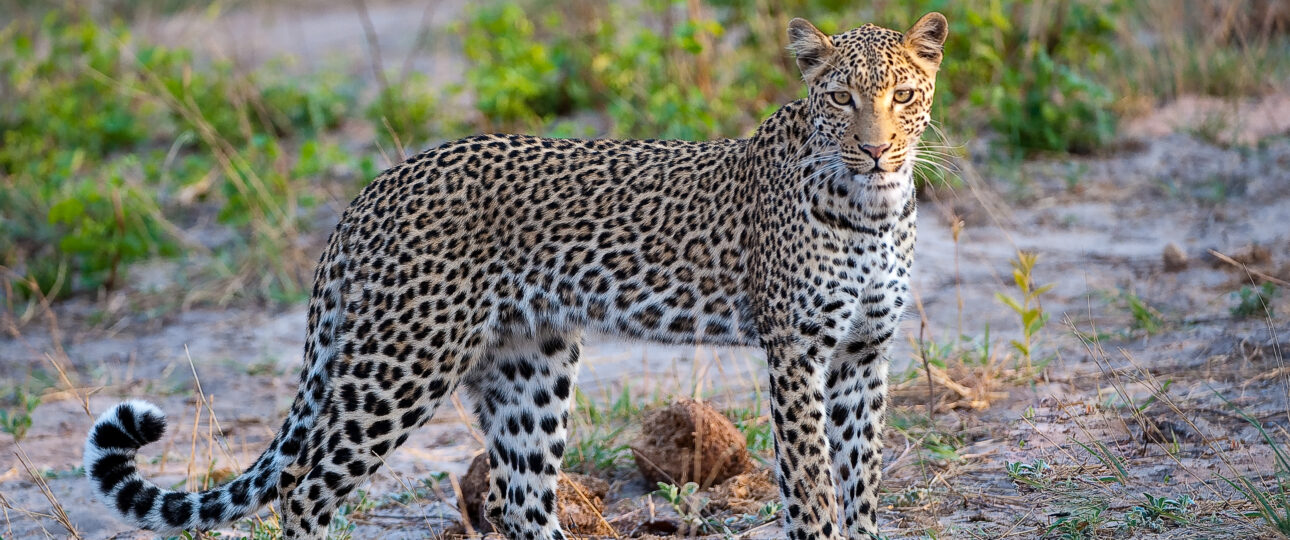 Leopard spotted at Hwange National Park