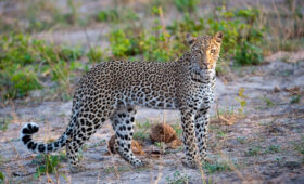 Leopard spotted at Hwange National Park