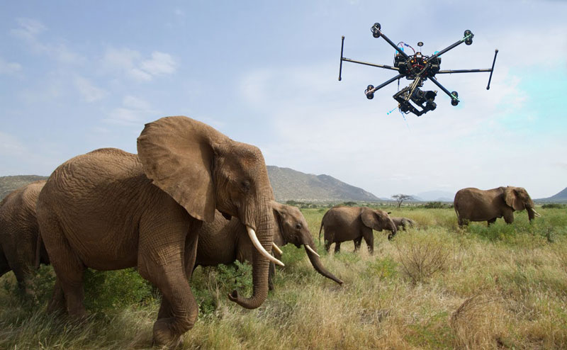 drones-for-wildlife-tracking