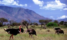 biodiversity-ostriches