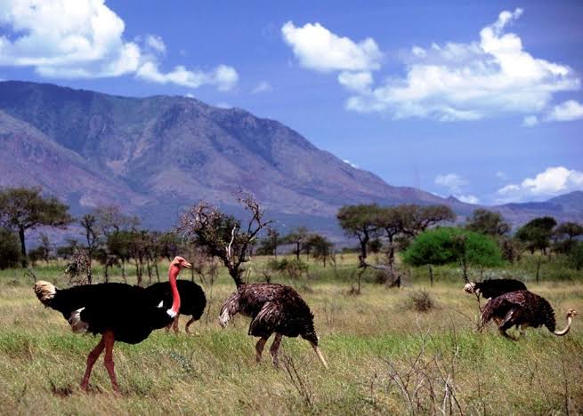 biodiversity-ostriches