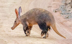 aardvark