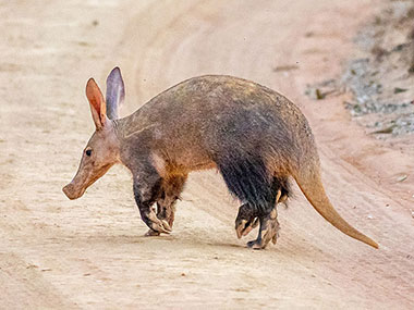 aardvark