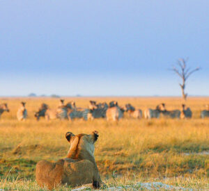 botswana-Chobe-Game-Lodge-Lioness