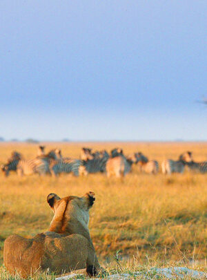 botswana-Chobe-Game-Lodge-Lioness