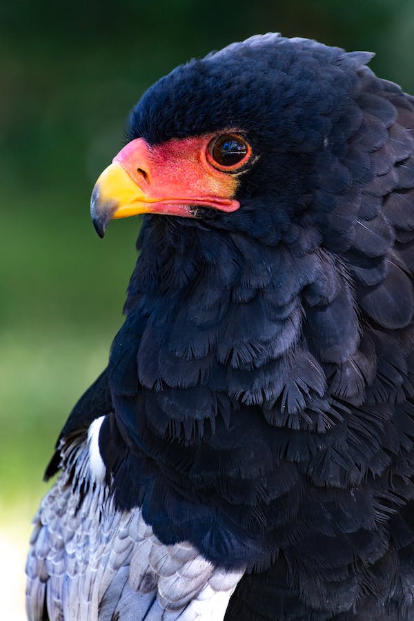 Close-up-of-bateleur-eagle-Credit-Ignacio-Florido