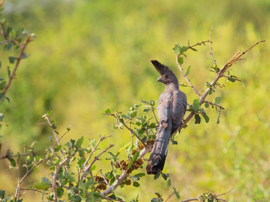 Gray_Go_Away_Bird-Photo_Cred-Nirav-Shah-scaled.jpg