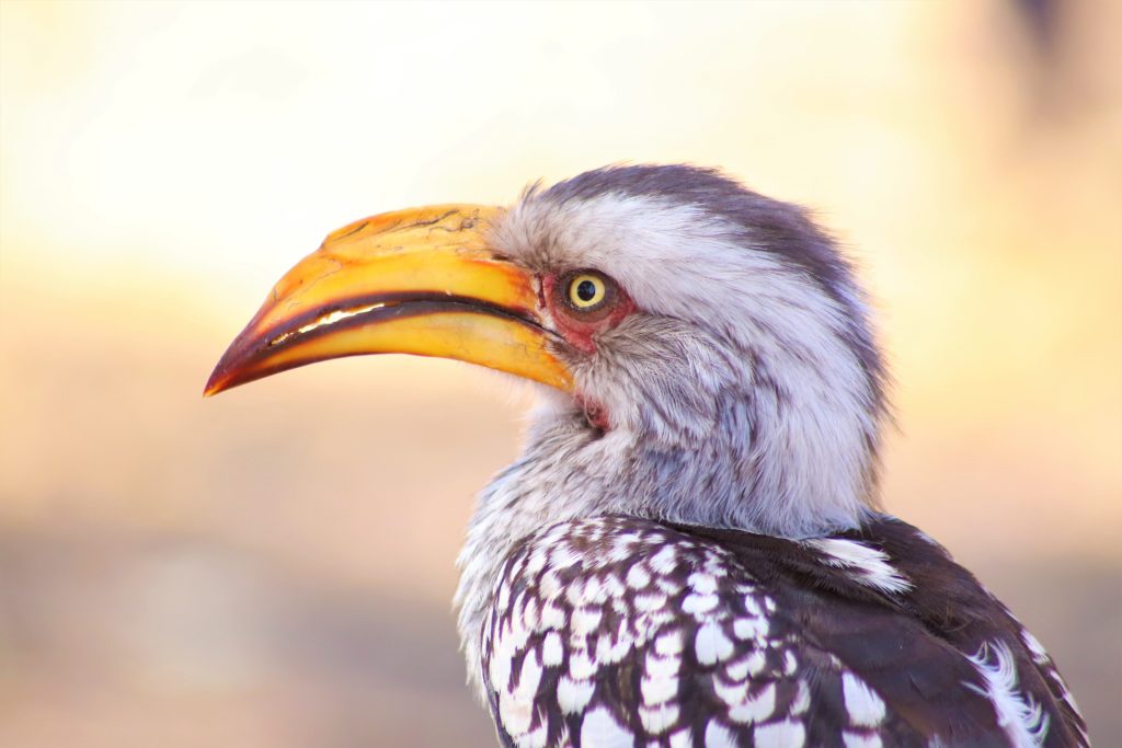 The-Hornbill-Photo-Credit-Roger-Brown