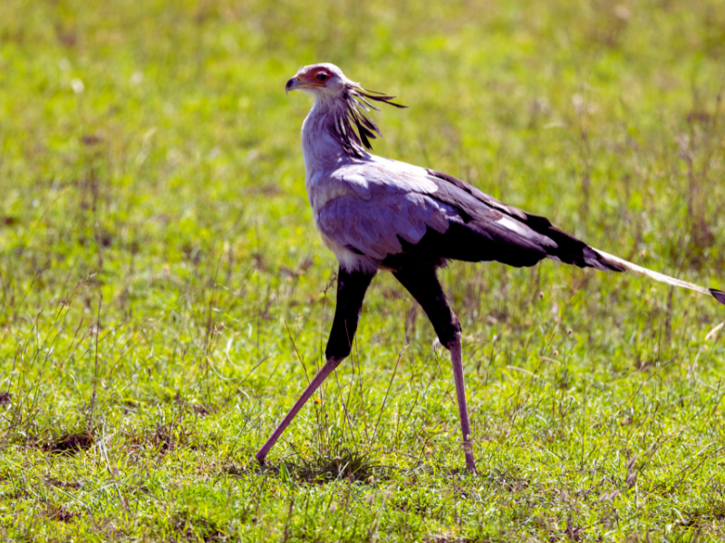 
The-Secretary-bird-Photo-Cred-Balazs-Simon.