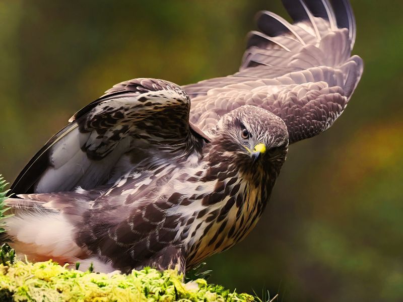 bird_african_harrier_hawk_photo_credit_odd_Falch